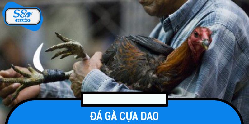 Đá Gà Cựa Dao Và Những Điều Cần Biết Về Bộ Môn Kịch Tính
