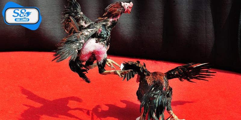 Nguồn gốc và sự phát triển của bộ môn đá gà cựa dao