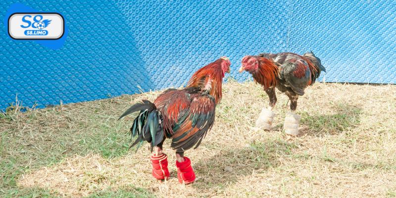 Cách xác định thắng thua trong đá gà cựa dao