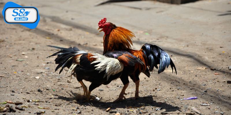 Những giống gà chiến nổi tiếng cho đá gà cựa dao