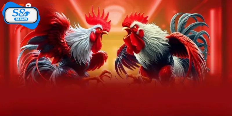 Cẩm nang bất bại từ các cao thủ làng gà