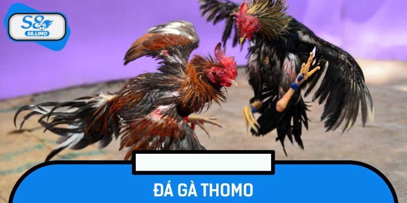 Đá Gà Thomo - Đấu Trường Kịch Tính, Sống Động Mỗi Giây