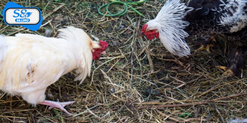 Lịch sử và sự phát triển của đá gà Thomo