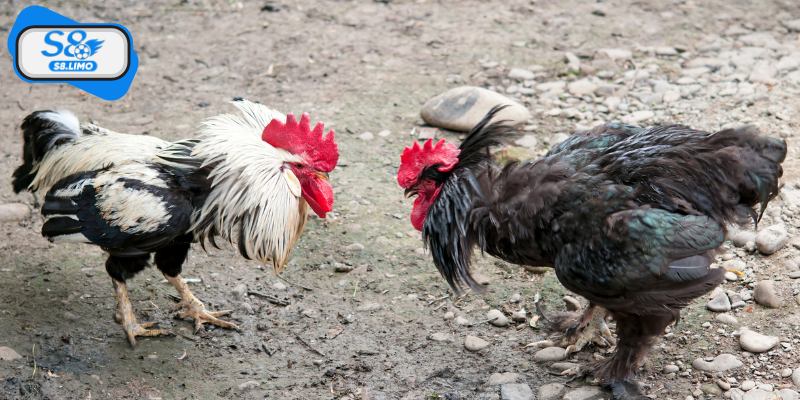 Kinh nghiệm soi kèo đá gà Thomo hiệu quả