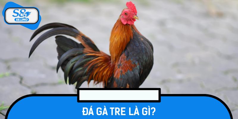 Đá Gà Tre - Bí Quyết Huấn Luyện Gà Tre Sung Mãn, Bách Chiến