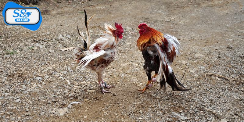 Lựa chọn chiến kê chất lượng qua hình dáng và tông dòng