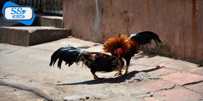 Chiến thuật thi đấu và cách "bắt độ" chính xác nhất