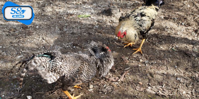 Luật chơi và các hình thức coi đá gà tre phổ biến hiện nay